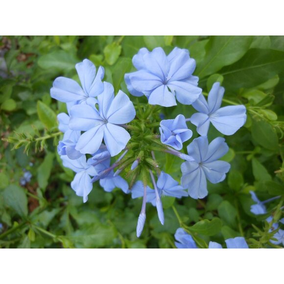 Nikon Coolpix S6100 Digital Camera 16.0MP 7x Optical Zoom HD Video 64GB SD Card - Picture 6 of 16